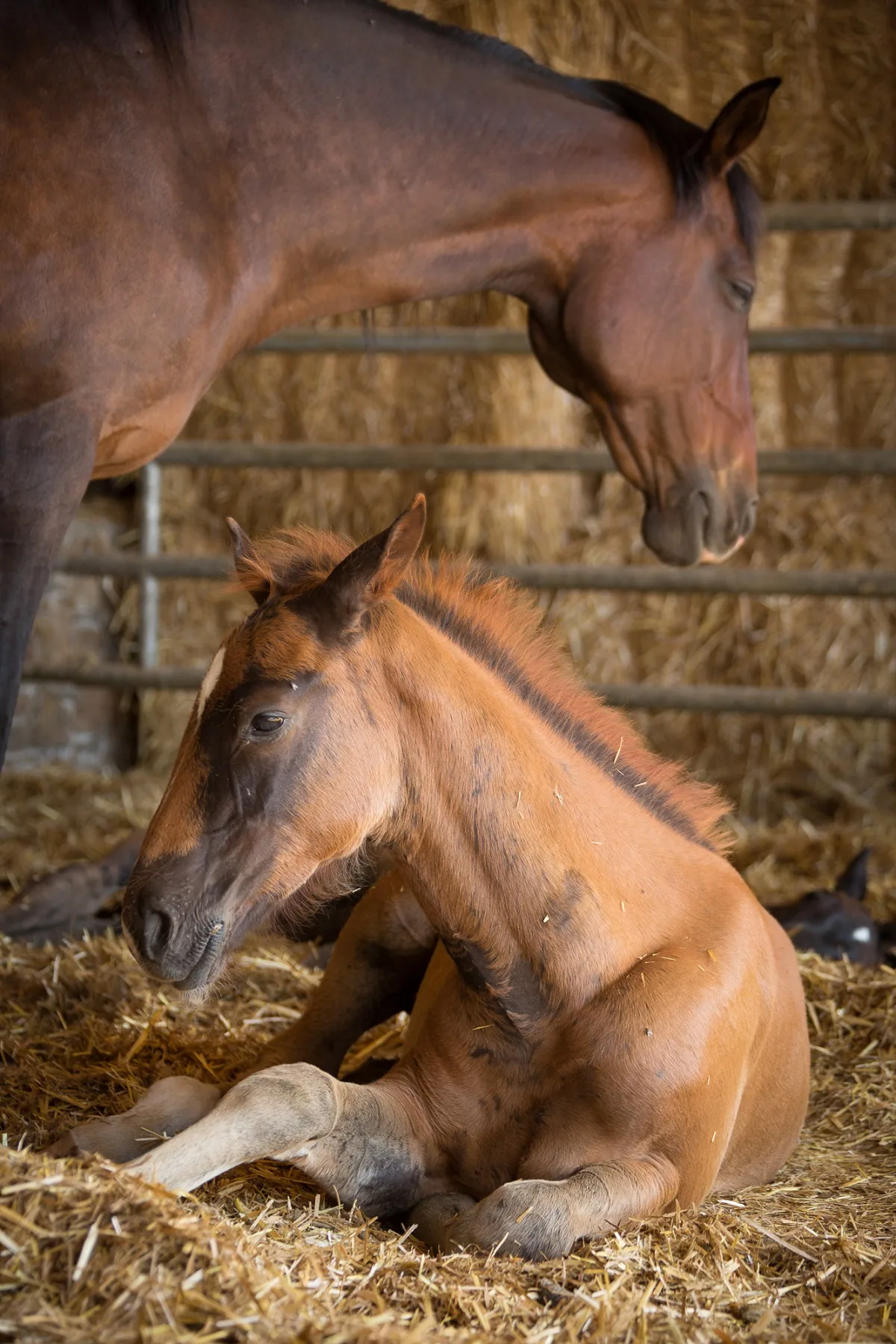 Haras National de Pompadour