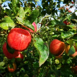 Pommes du Limousin